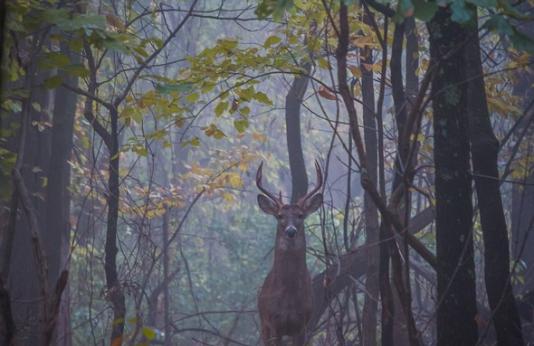 A whitetail buck in the woods