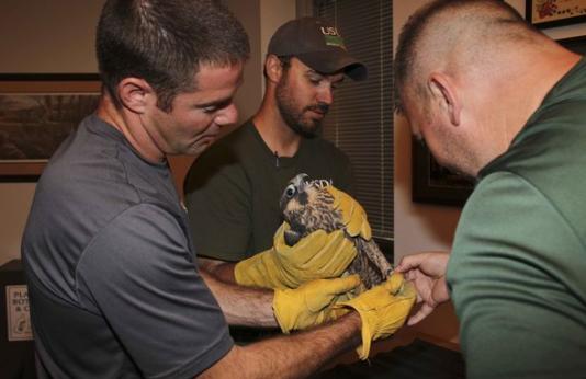 Three biologists examine a young male peregrine falcon