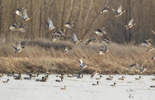 Waterfowl landing on a pond at Montrose Conservation Area 