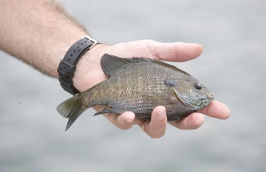 A just-caught sunfish in an angler's hand at Ray County Community Lake 