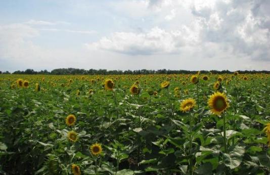 Sunflower field at Reform Conservation Area.