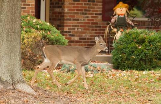 A deer standing in someone's front yard.