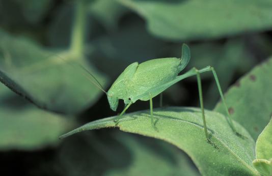 Green katydid on a green leaf 