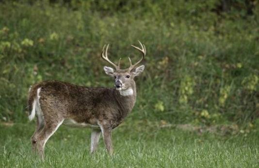 A white tailed buck deer stands in a field of green grass with denser vegetation behind him. 