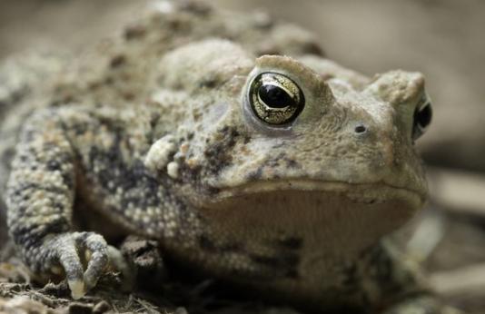 Close up of American toad