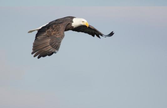 bald eagle flying over water looking for fish.