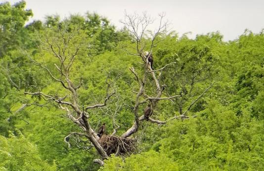 Bald eagles near their nest in a tree