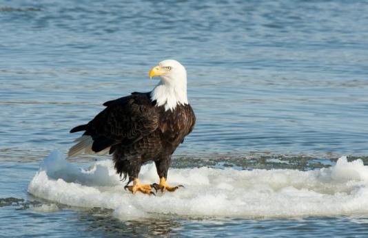 bald eagle perched on ice