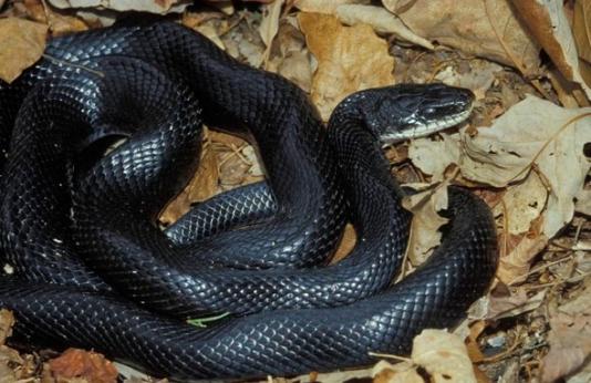 Black rat snake in leaves