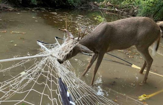 buck entangled in soccer net