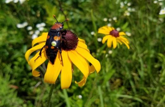 burying beetle on flower