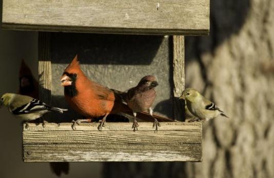 A cardinal and other birds perch on a birdhouse.