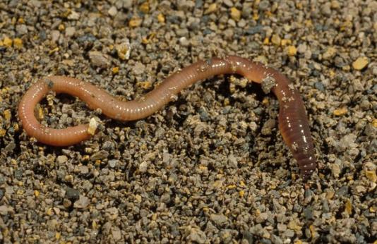 Common earthworm