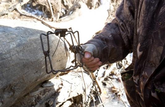 A man holds a conibear trap for fur trapping.