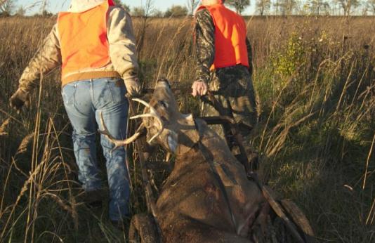 two hunters dragging harvested buck