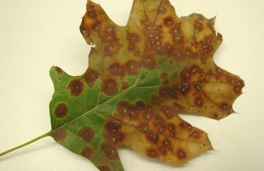 image of diseased leaf