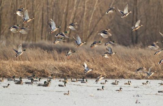 Ducks swimming and flying in a wetland area.