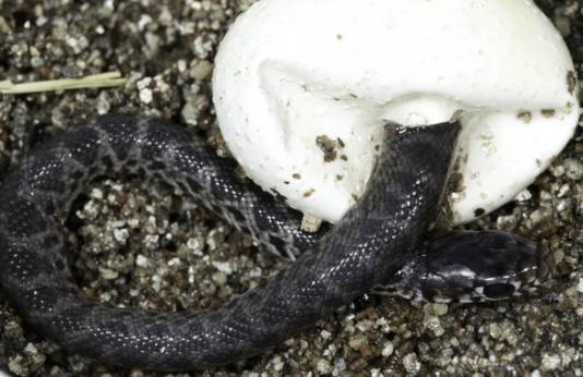 An Eastern Yellow-Bellied Racer hatches from an egg