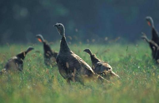 Turkeys in a field.