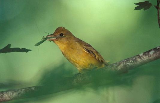 female summer tanager