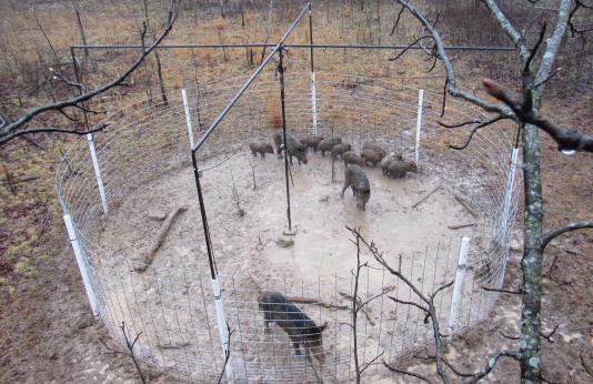 feral hogs in corral trap
