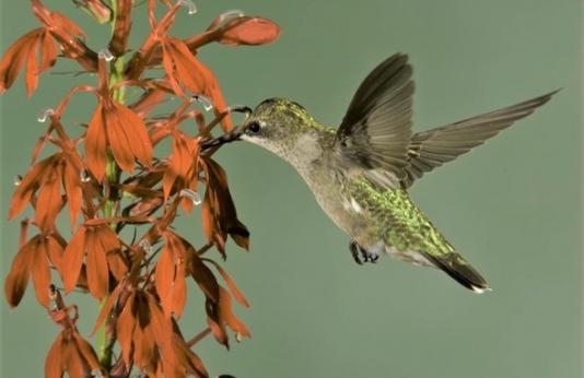 hummingbird feeding on cardinal flowers