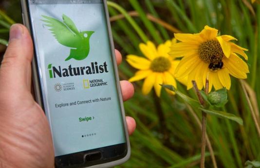 iNaturalist App on phone