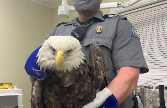 MDC Agent Jaymes Hall holds a wounded bald eagle after it was shot near Belgrade.