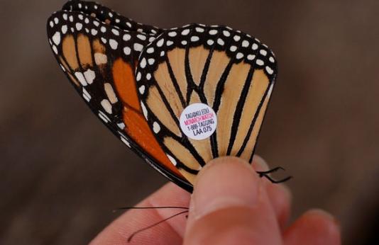 A hand holding a monarch butterfly
