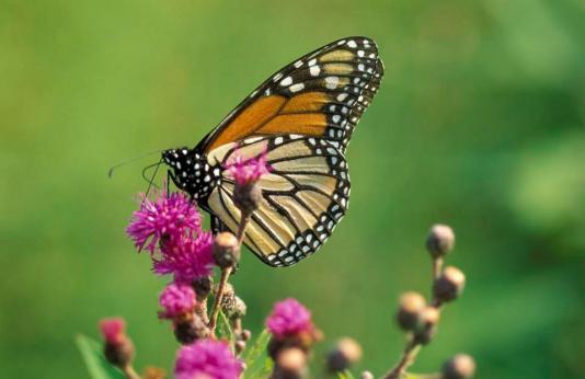 A monarch butterfly pollinating a flower.