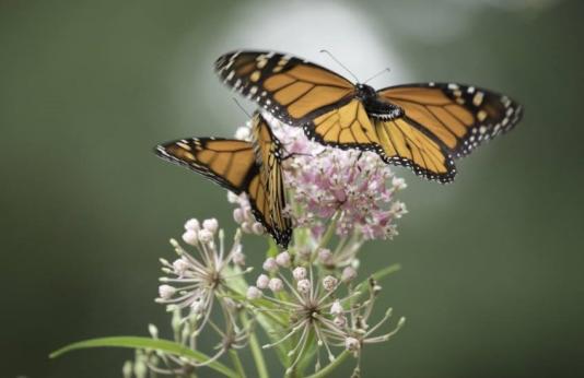 Monarch butterflies feed on flower