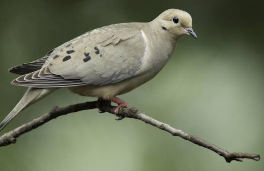 Mourning dove on branch