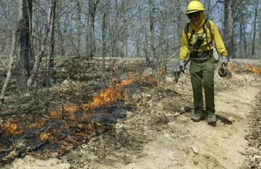 MDC staff person using prescribed fire for land management
