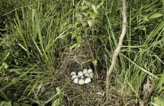 quail nest in grass