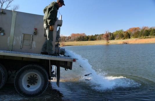 Rainbow trout stocking at a St. Louis lake