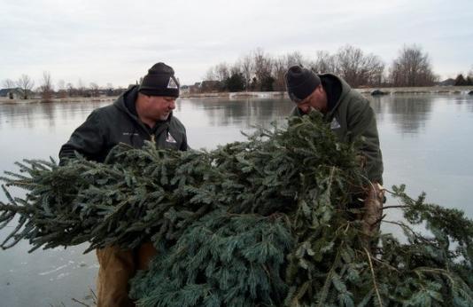 recycling Christmas trees for fish habitat