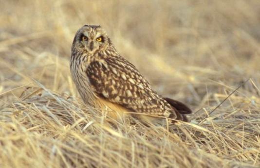A short-eared owl sits in a grassland.