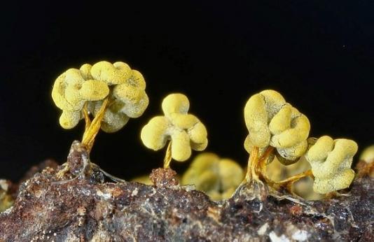 Slime mold called Physarum polycephalum