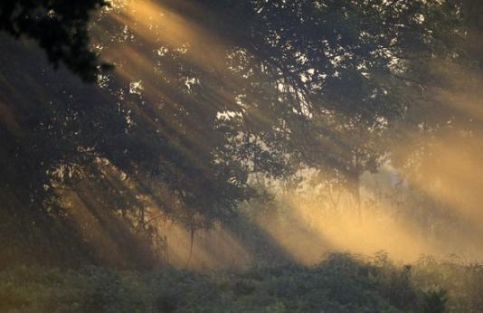 Sunlight filters through the canopy of a forest