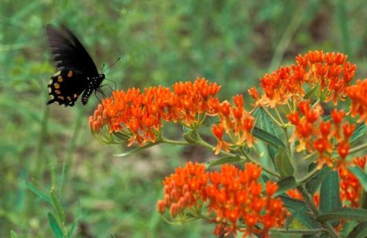 swallowtail on butterfly weed