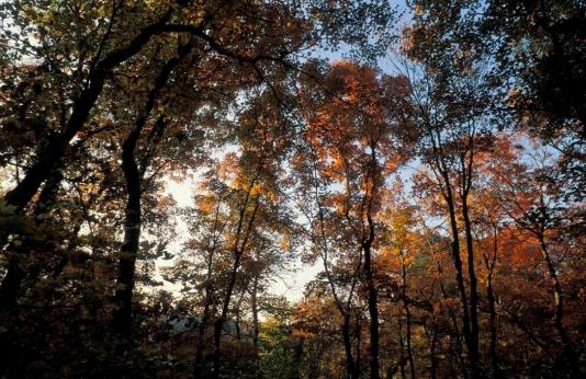 Fall tree scene