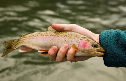 rainbow trout in hand
