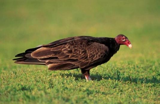 A turkey vulture stands in a grass field.