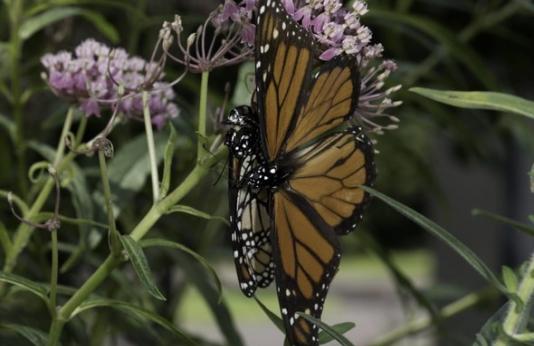 Monarch butterflies feed on flower