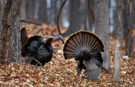 two tom turkeys in woods