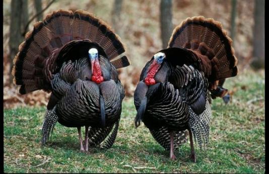 Two male turkeys in a wooded area.