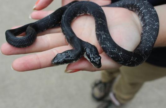 A woman holds a two-headed western rat snake at Shepherd of the Hills Conservation Center in Branson.