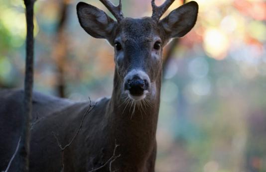 White tailed buck close up