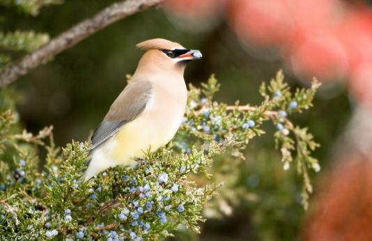 Photo of a cedar waxwing foraging for food.