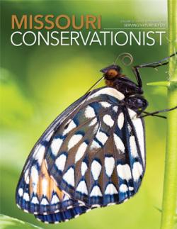 September Conservationist front cover of a butterfly